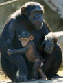 chimp mom and baby